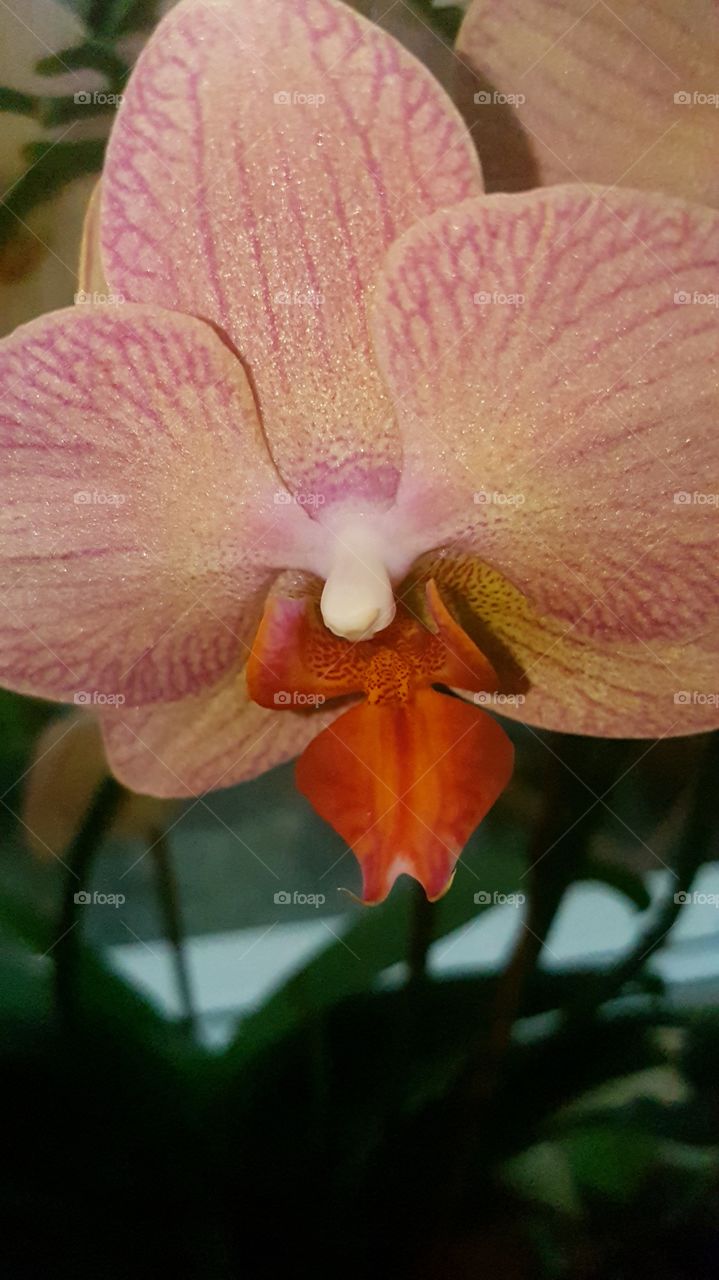 orchid