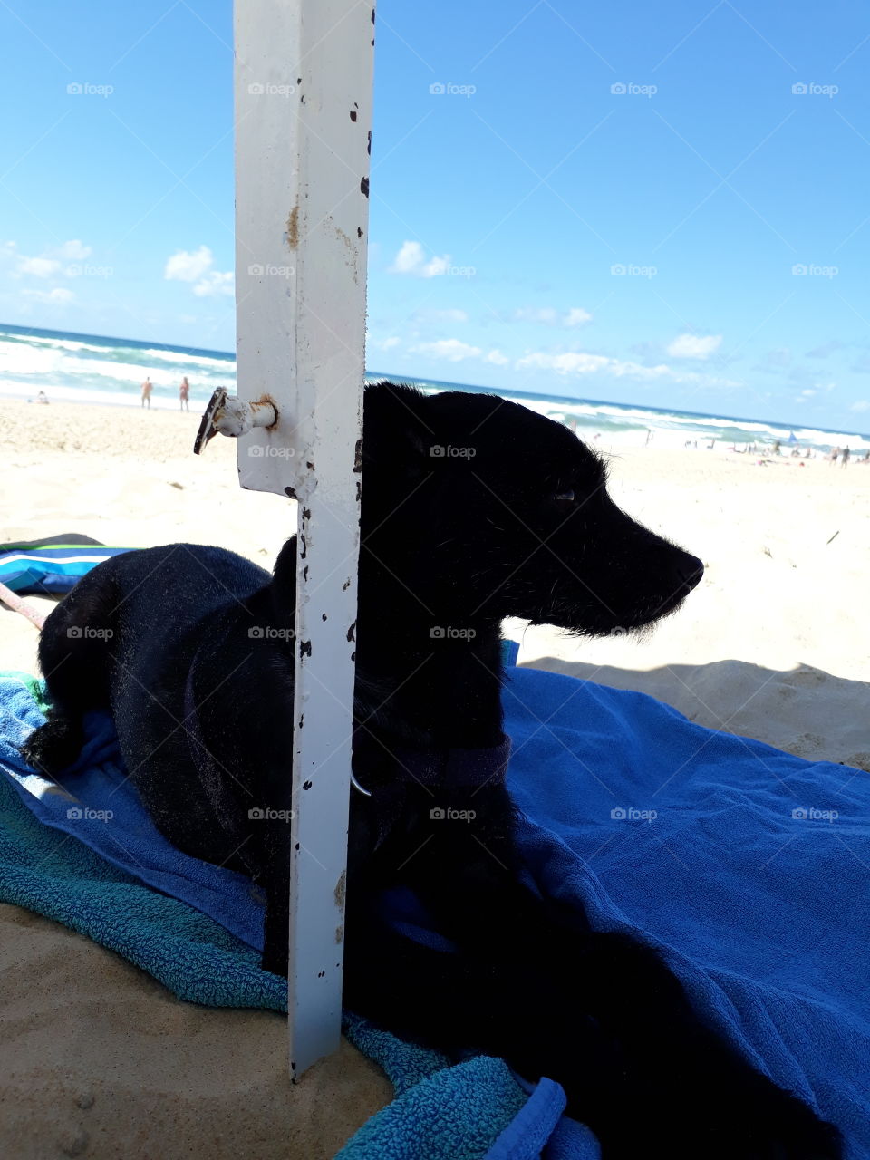 my dog on the beach