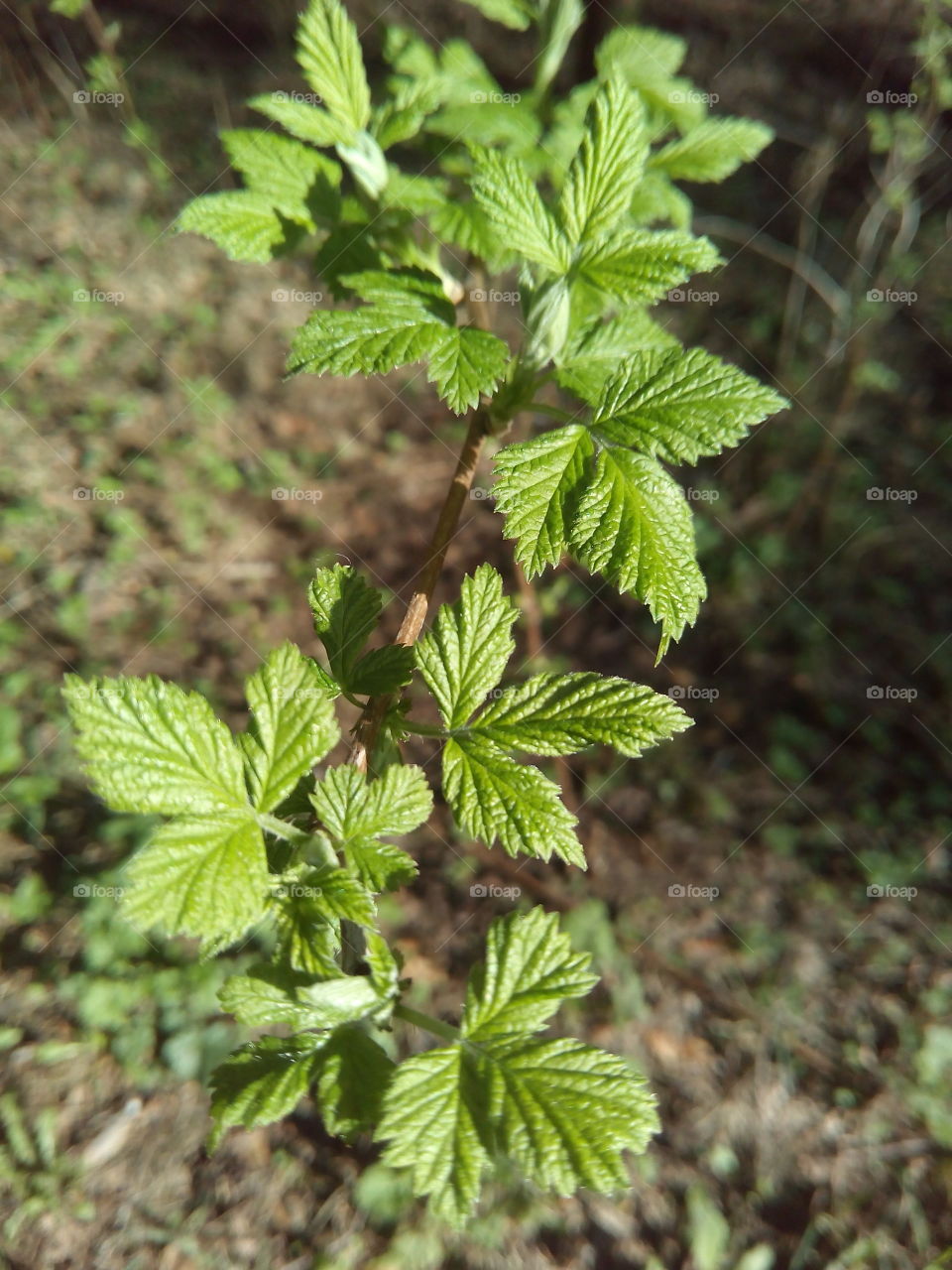 Leaf, No Person, Flora, Nature, Outdoors