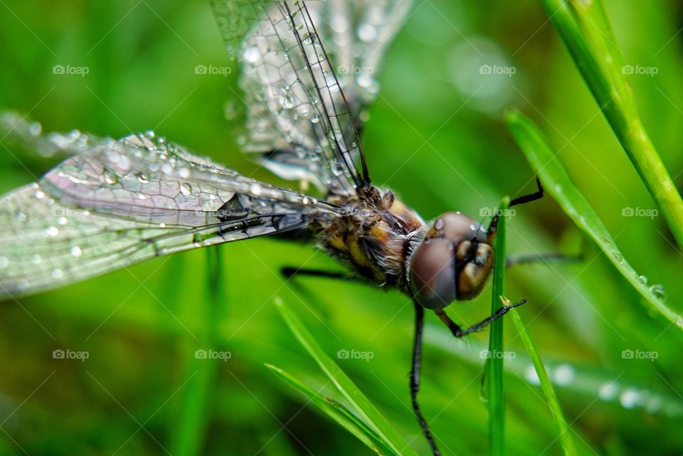 Dragon Fly in the Grass With Wet Wings 