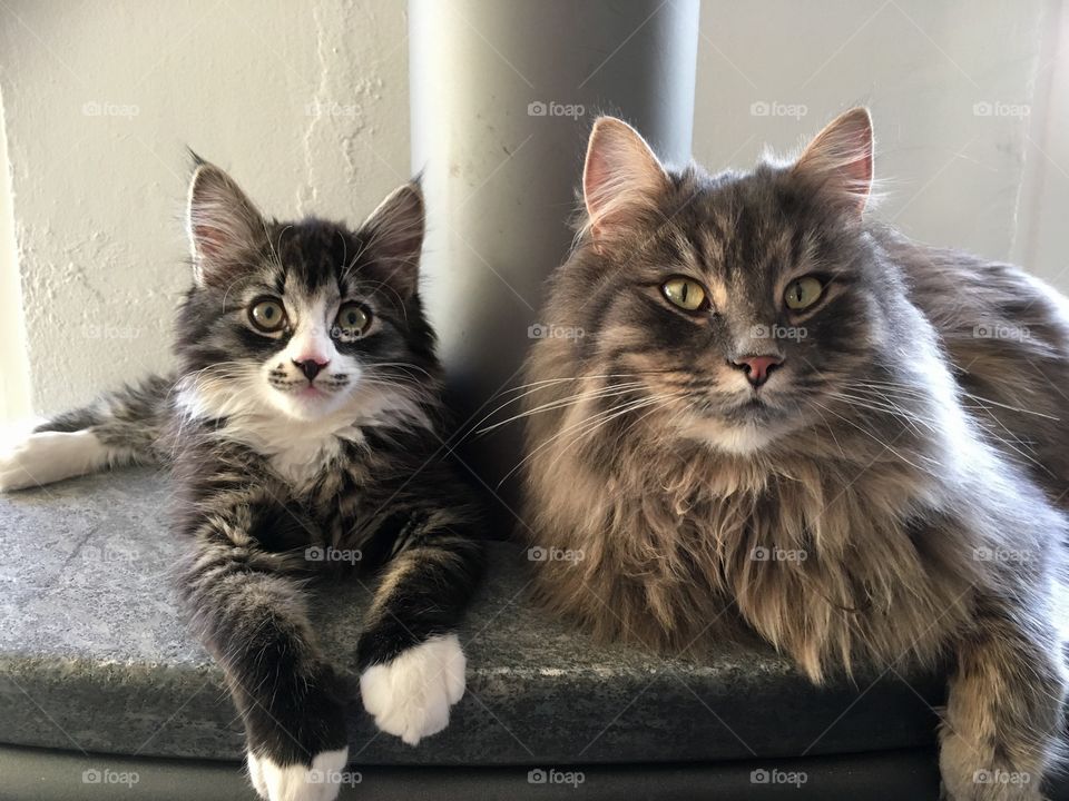 Fluffy cats