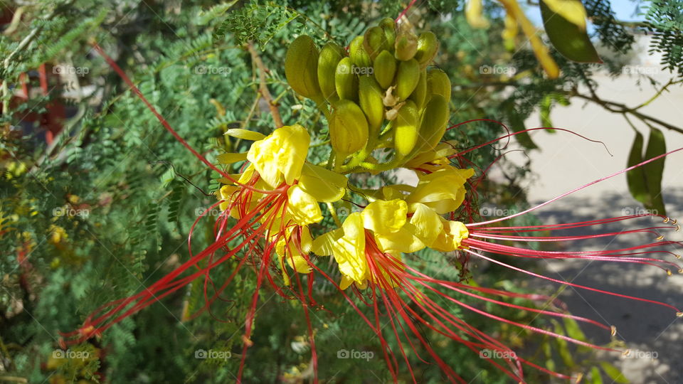 Bird of Paradise blooms