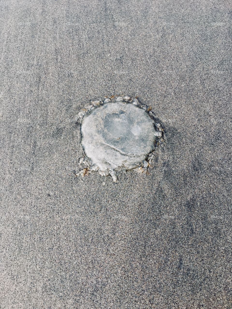 Jellyfish on sand