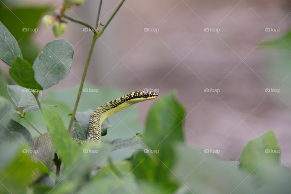 Snake on plant