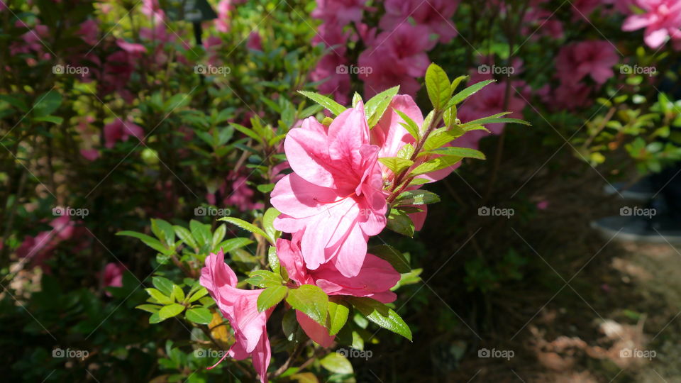 Sunlight on Pink Azaleas