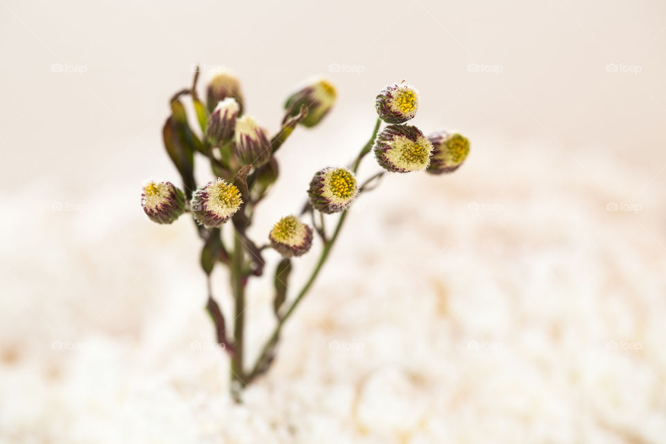 Plant! Close up image of plant starting to flower