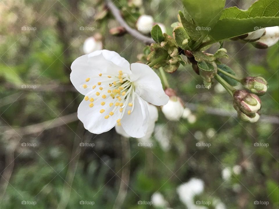 White buds on a cherry tree