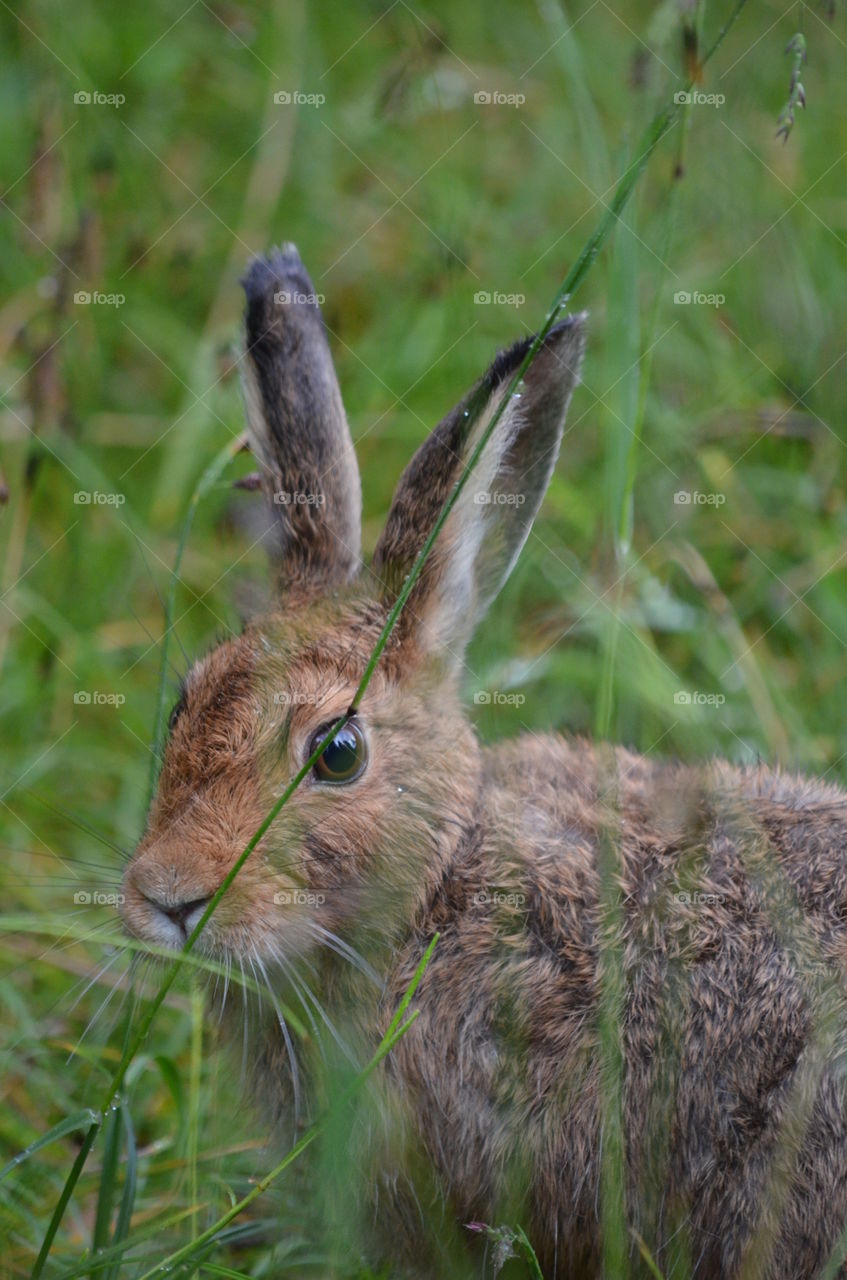 rabbit in Mount Assinboine