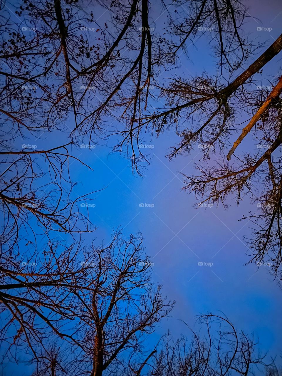 Tree branches touching the blue sky.