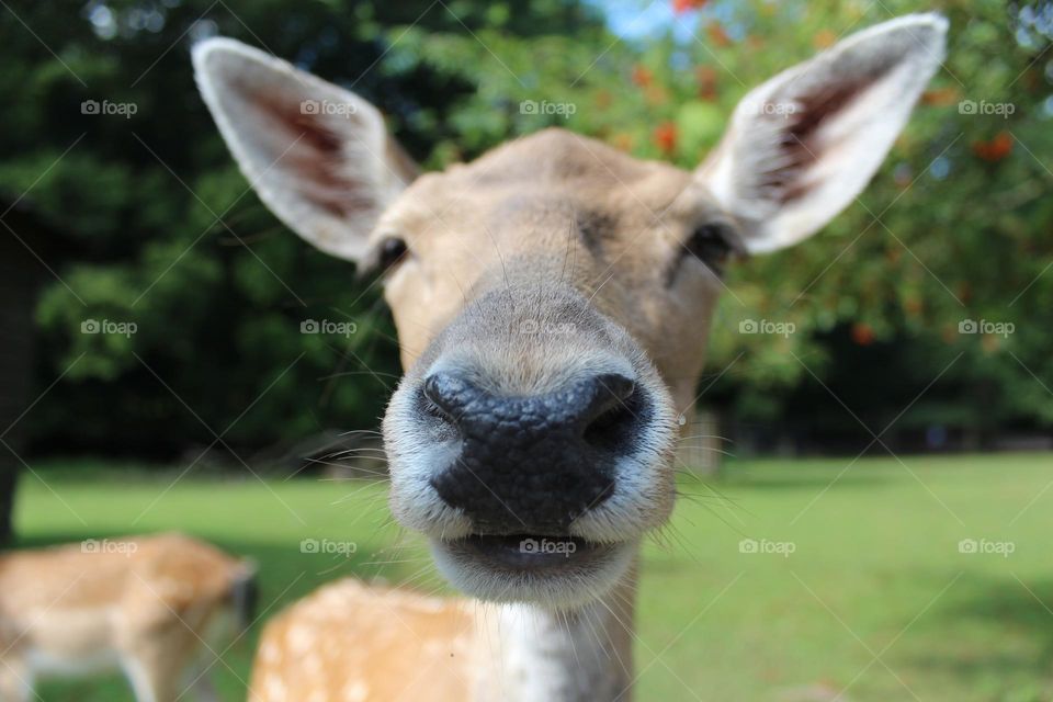deer face