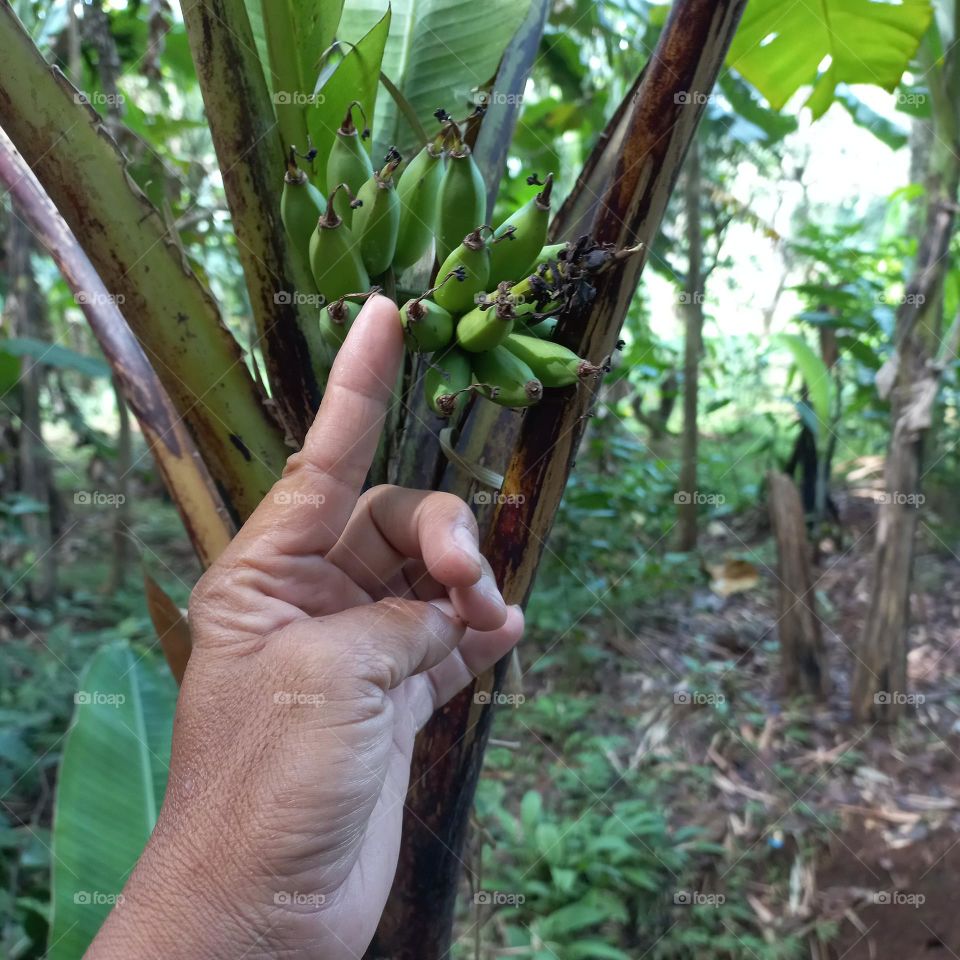 Mini banana tree that bears fruit