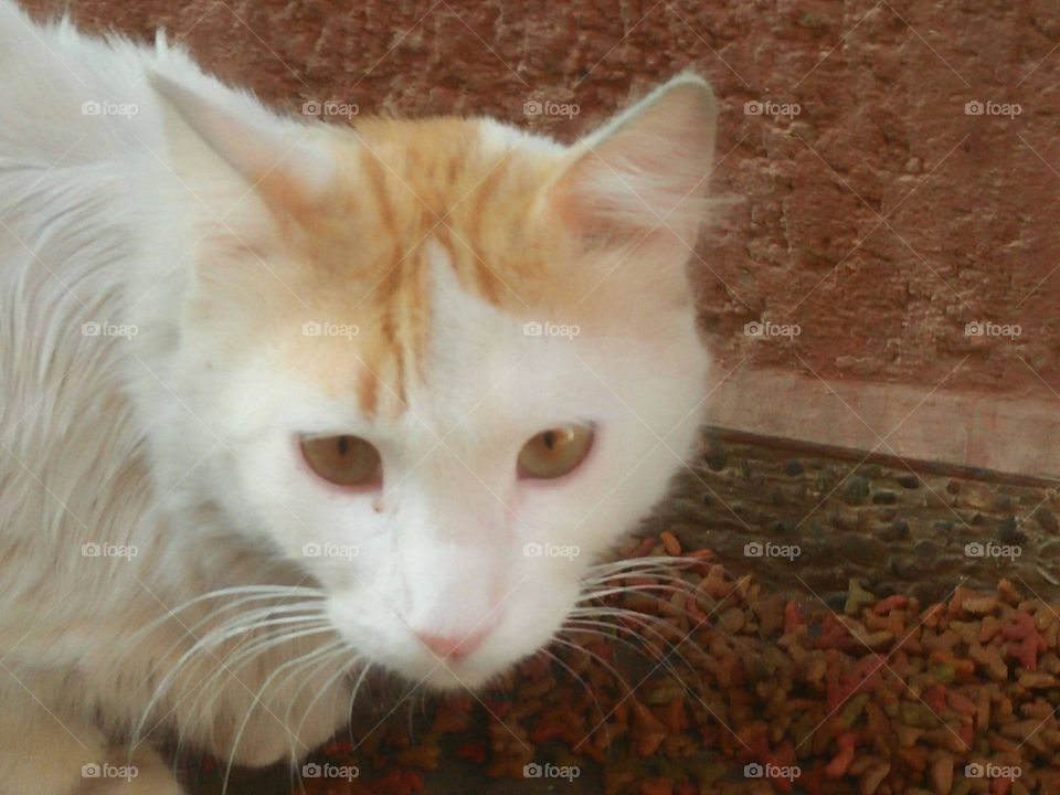 Beautiful cat looking at my camera