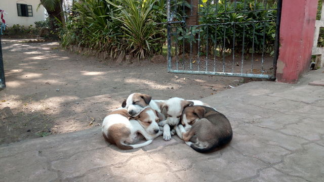 Dogs resting on floor
