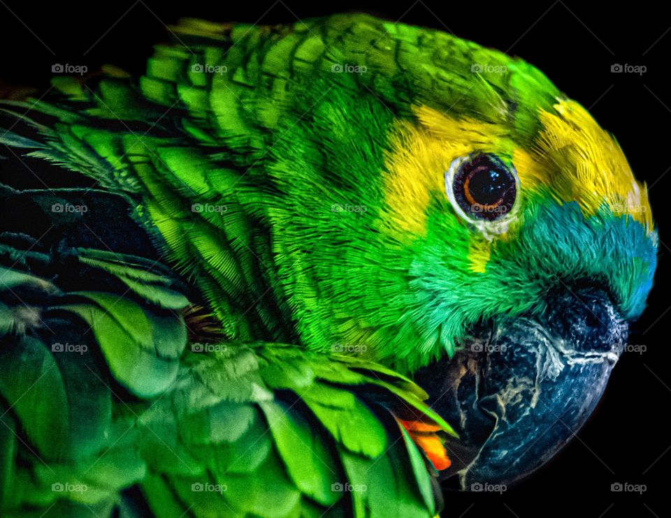 Parrot 