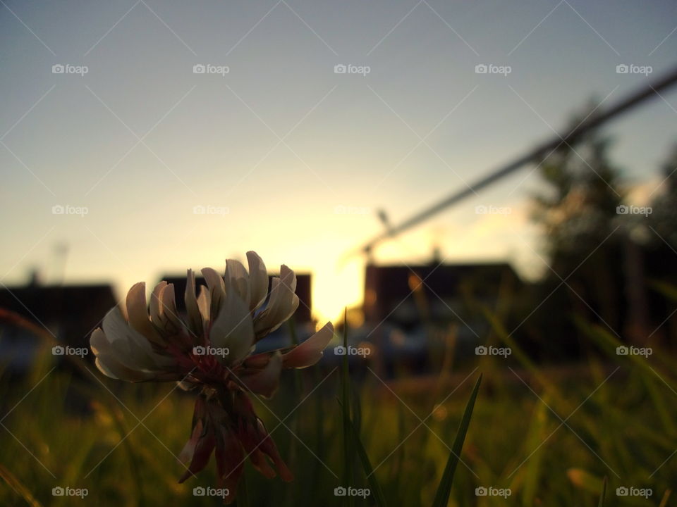 Golden hour behind the flower