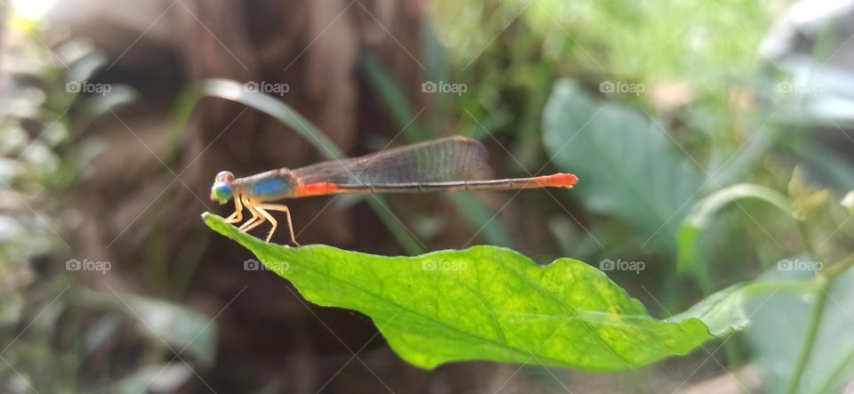 Foring-The dragon fly