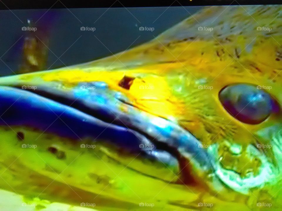 This is a very beautiful and very nice fish swimming deep rever.