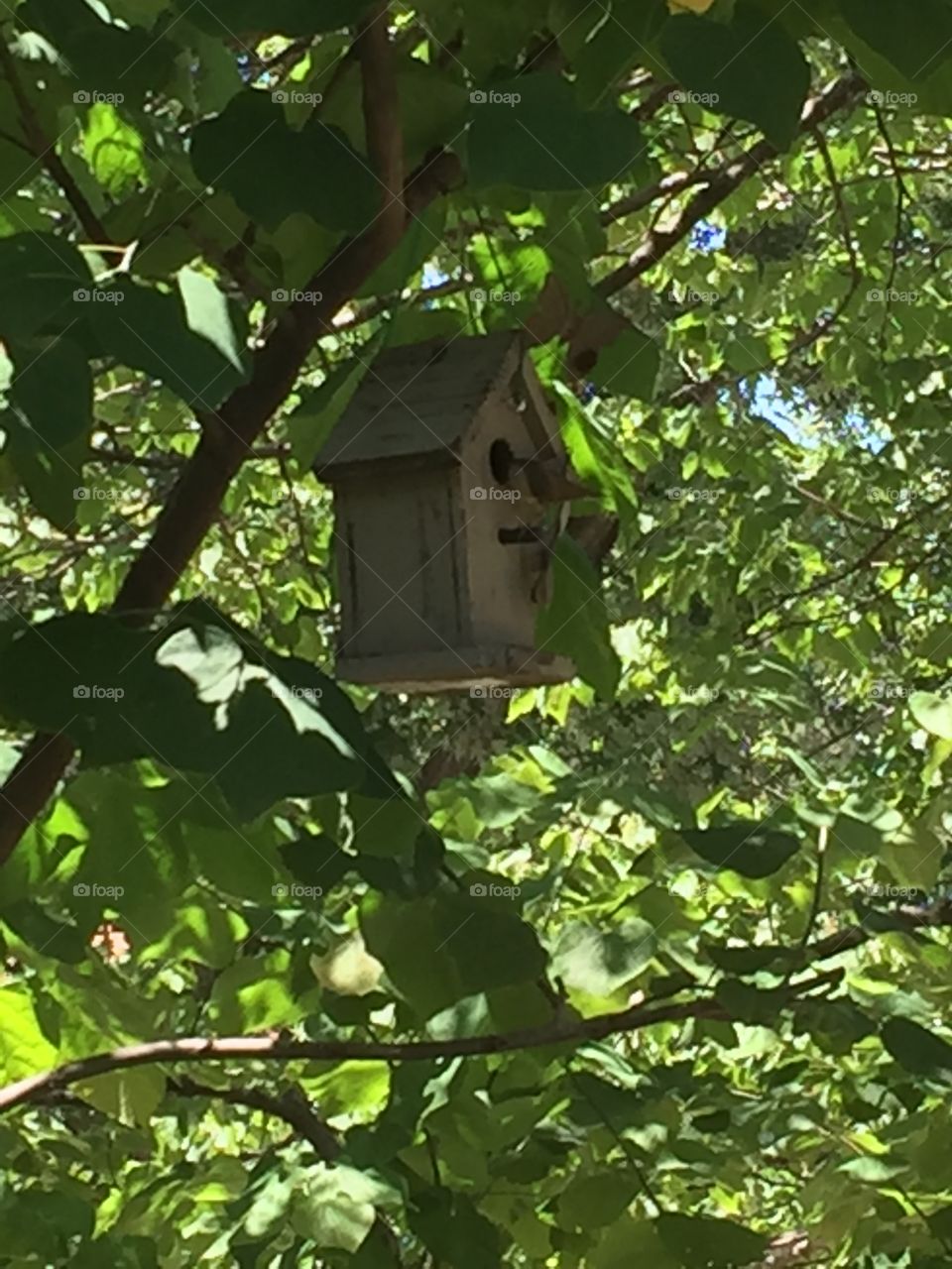 Birdhouse in the trees