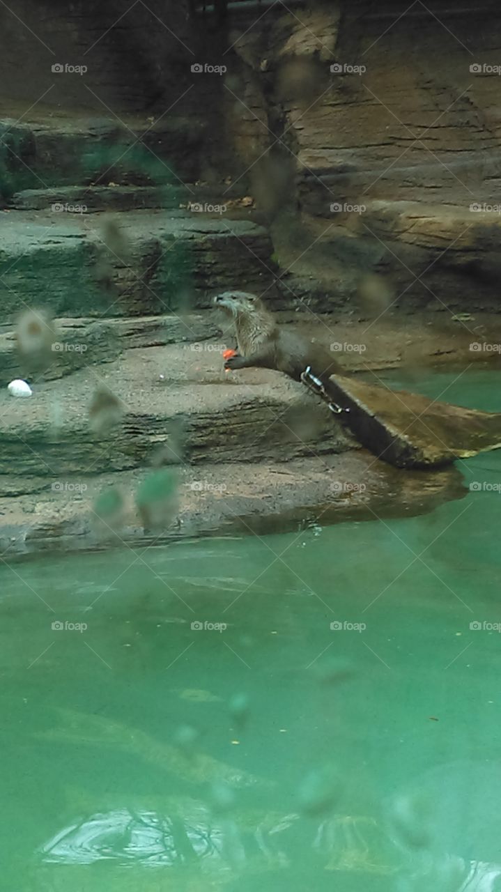 Otter at play