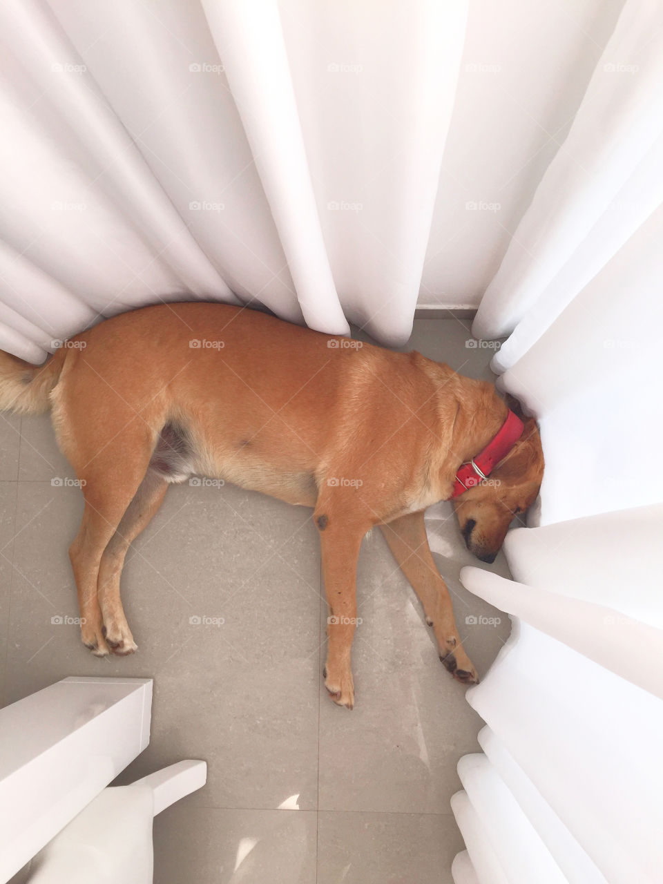 Indoors, Dog, No Person, Domestic, Room