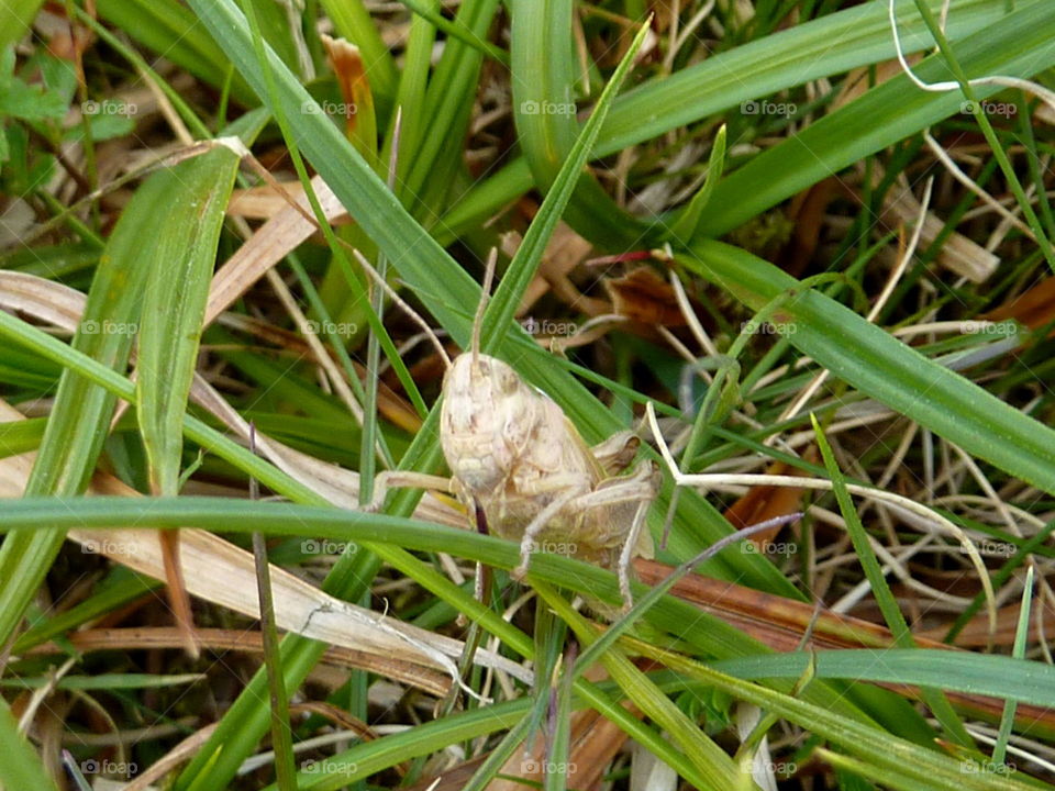 grasshopper on watch