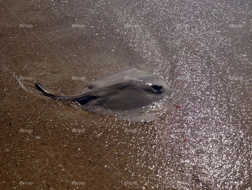 A stingray on the beach.