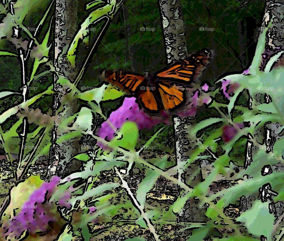 Butterfly in my garden