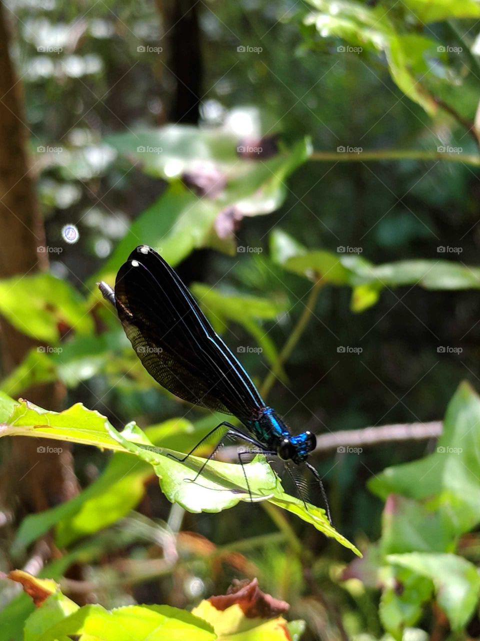 Damselfly