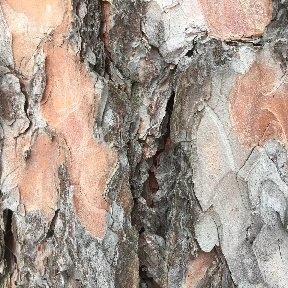 Pine