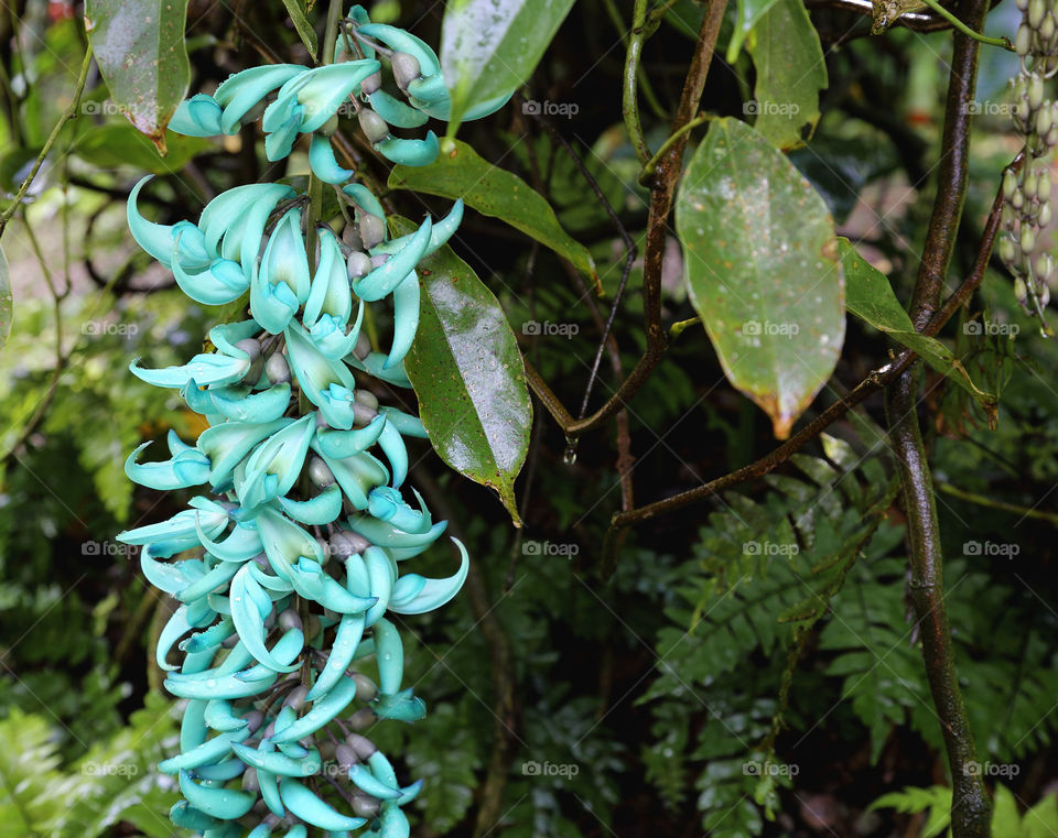 Jade vine or turquoise vine