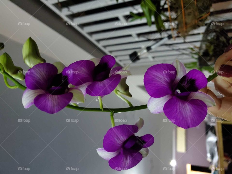 exotic orchids in my secret garden