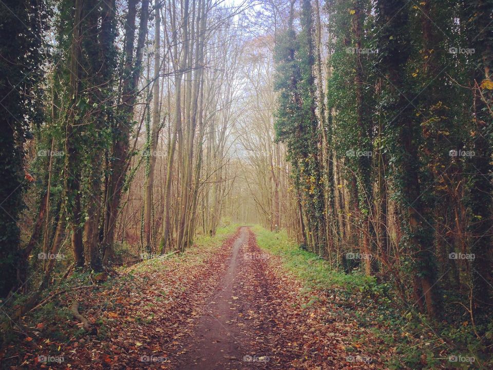 Off the beaten {Belgian} path . Steps away from Brussels, we find a peaceful forest in Melsbroek. This trail seems to offer hope at the end of the trail