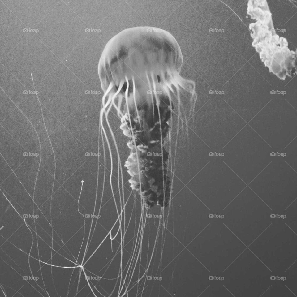 Jellyfish in black n white