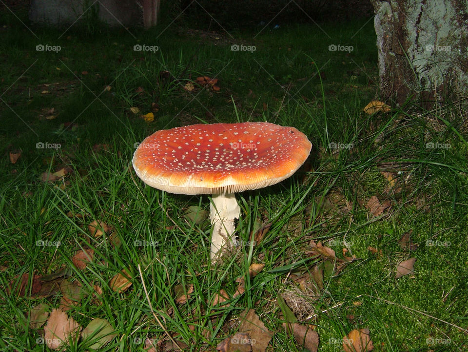 sweden grass forrest fall by christina_p