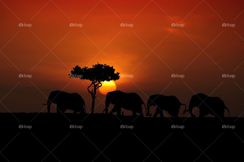 Silhouette of elephants at dusk