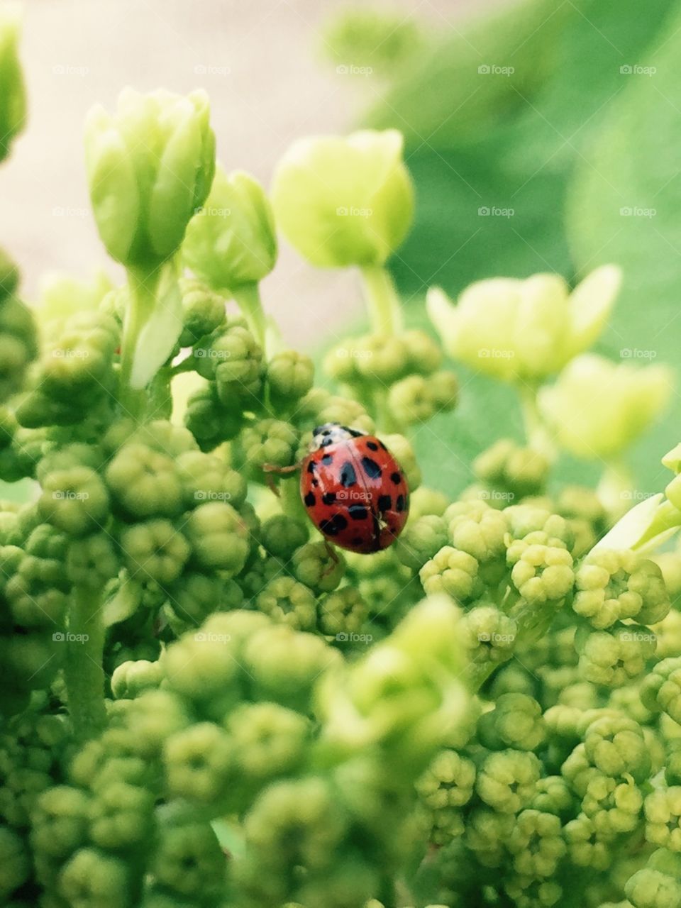 Red and green. Ladybug on flower