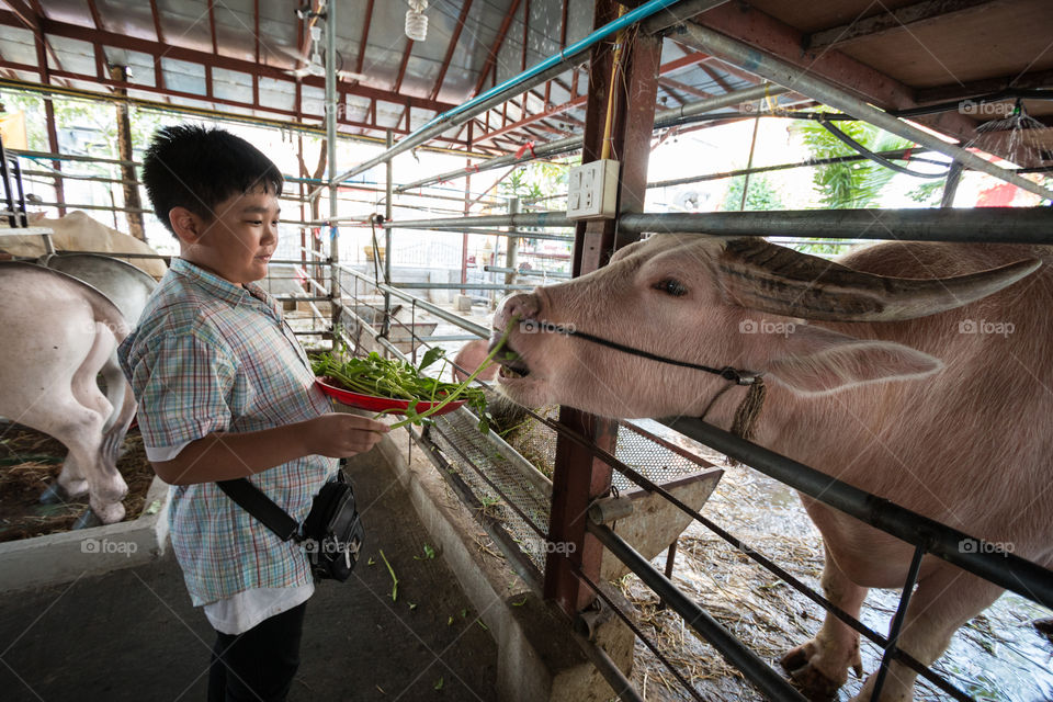 Boy feed buffalo in the cage