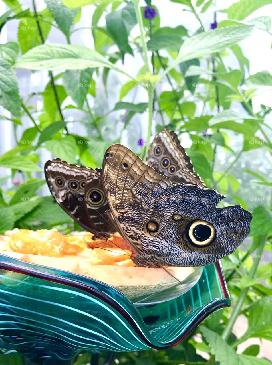 Butterflies Eating