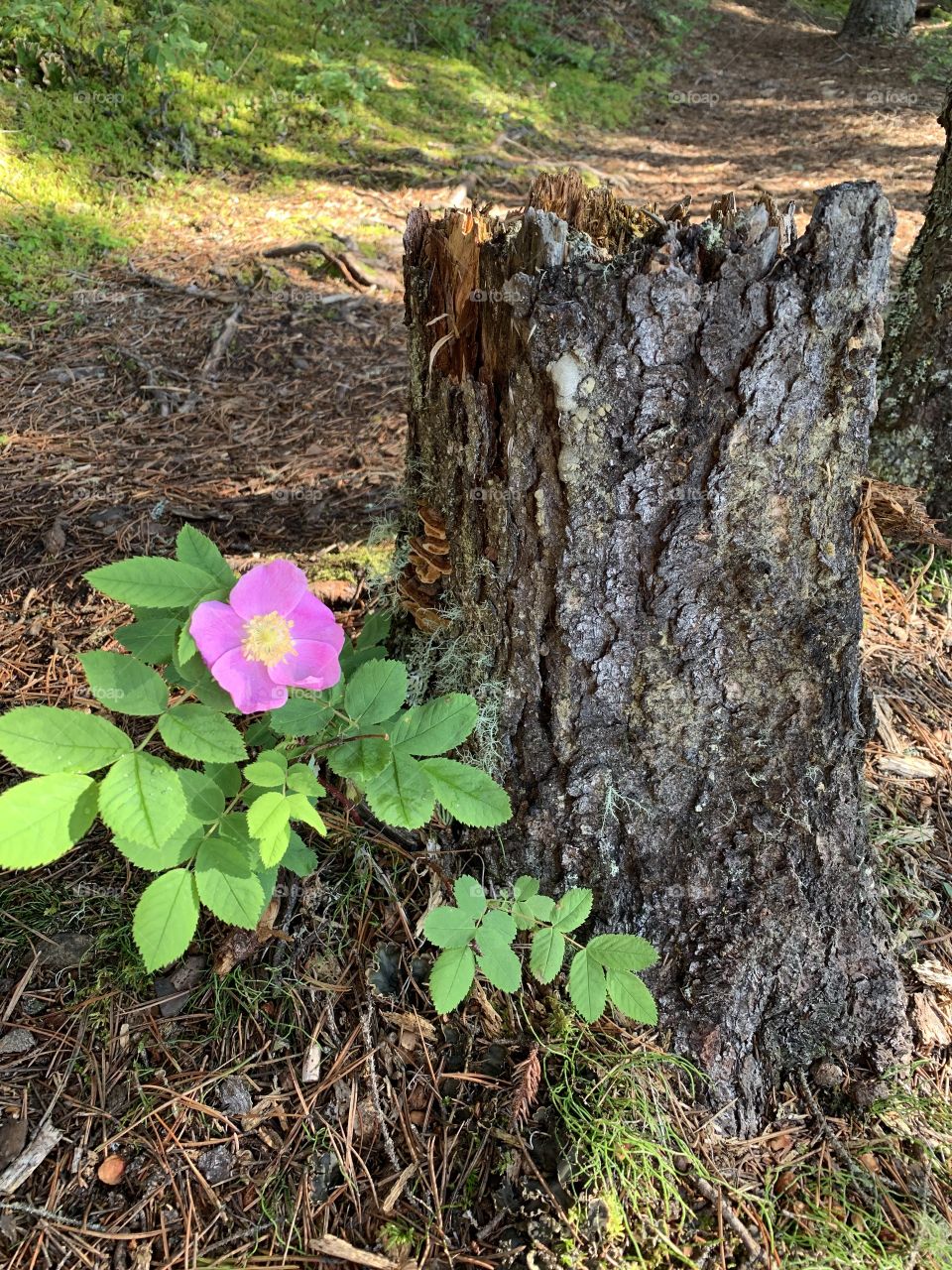 Wild rose by a tree stump 