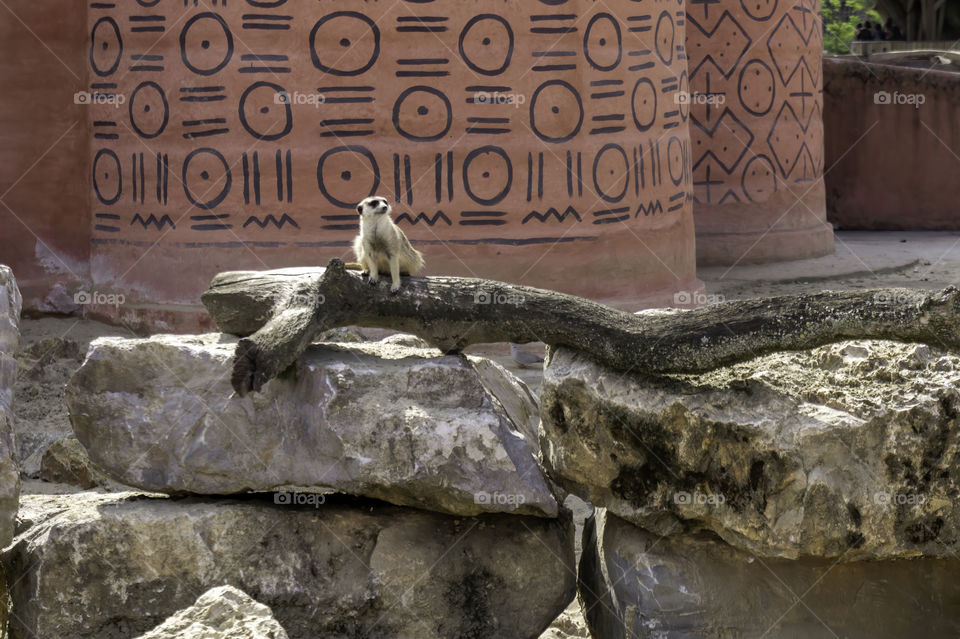 Meerkat on a branch before an african house