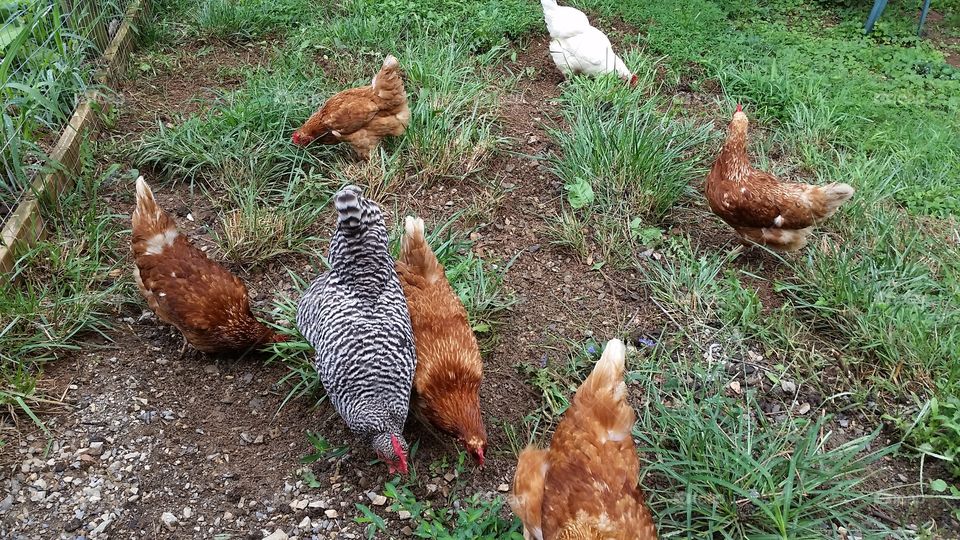 Poultry free-ranging