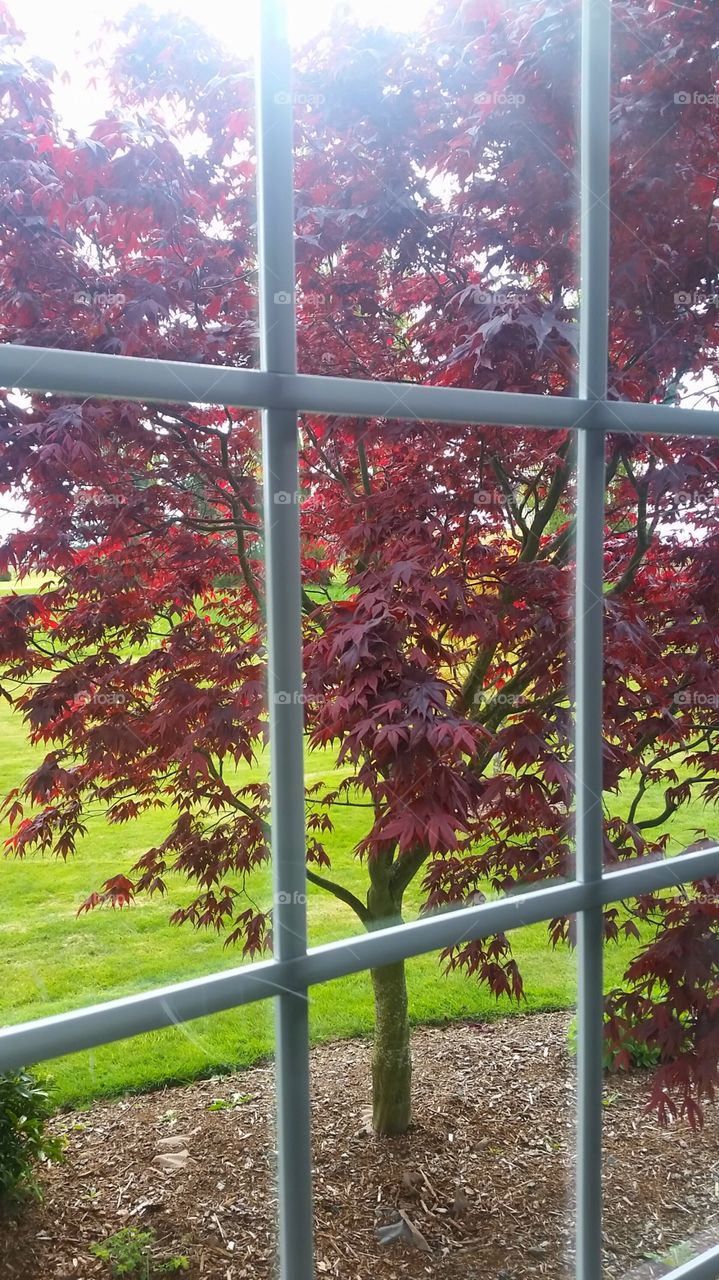 Looking Red. Japanese Maple 