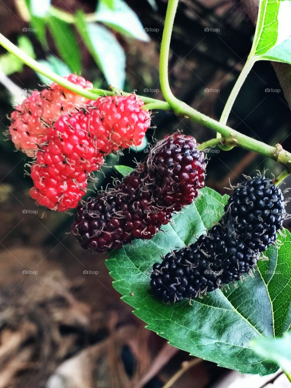 mulberries