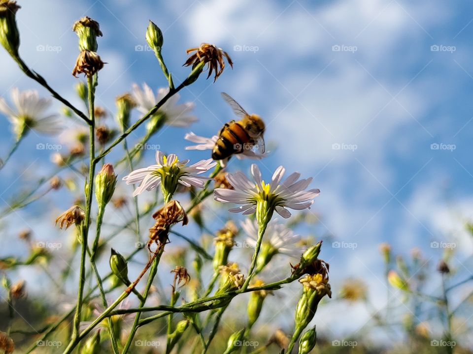 Pollinating bee on white wild flowers with white clouds and a blue sky in the background