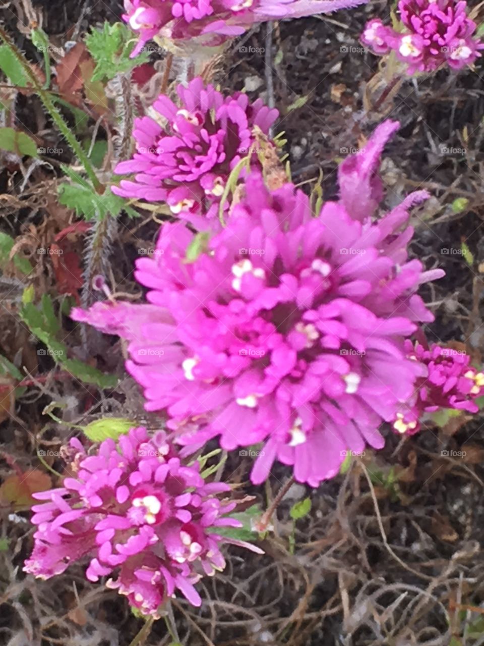 Wildflowers 