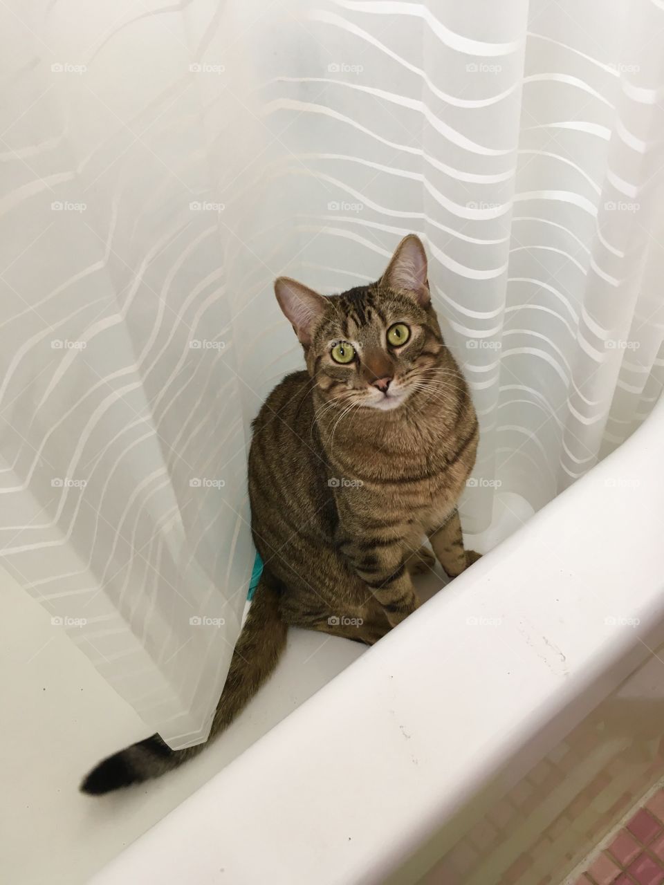 Gibson in a tub