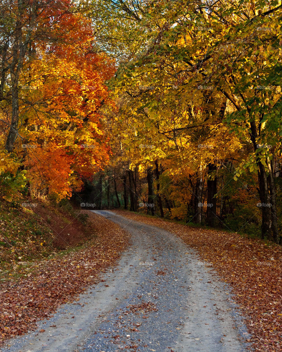 color trees road fall by hollyau92