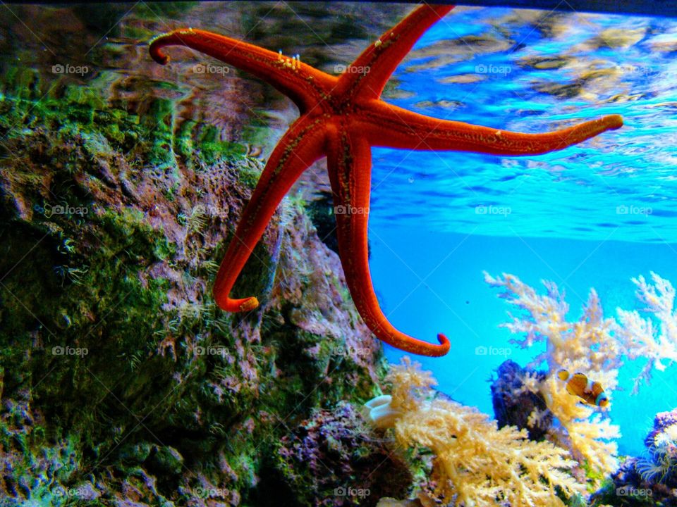 Starfish at Loro Park Aquarium, Tenerife, Spain