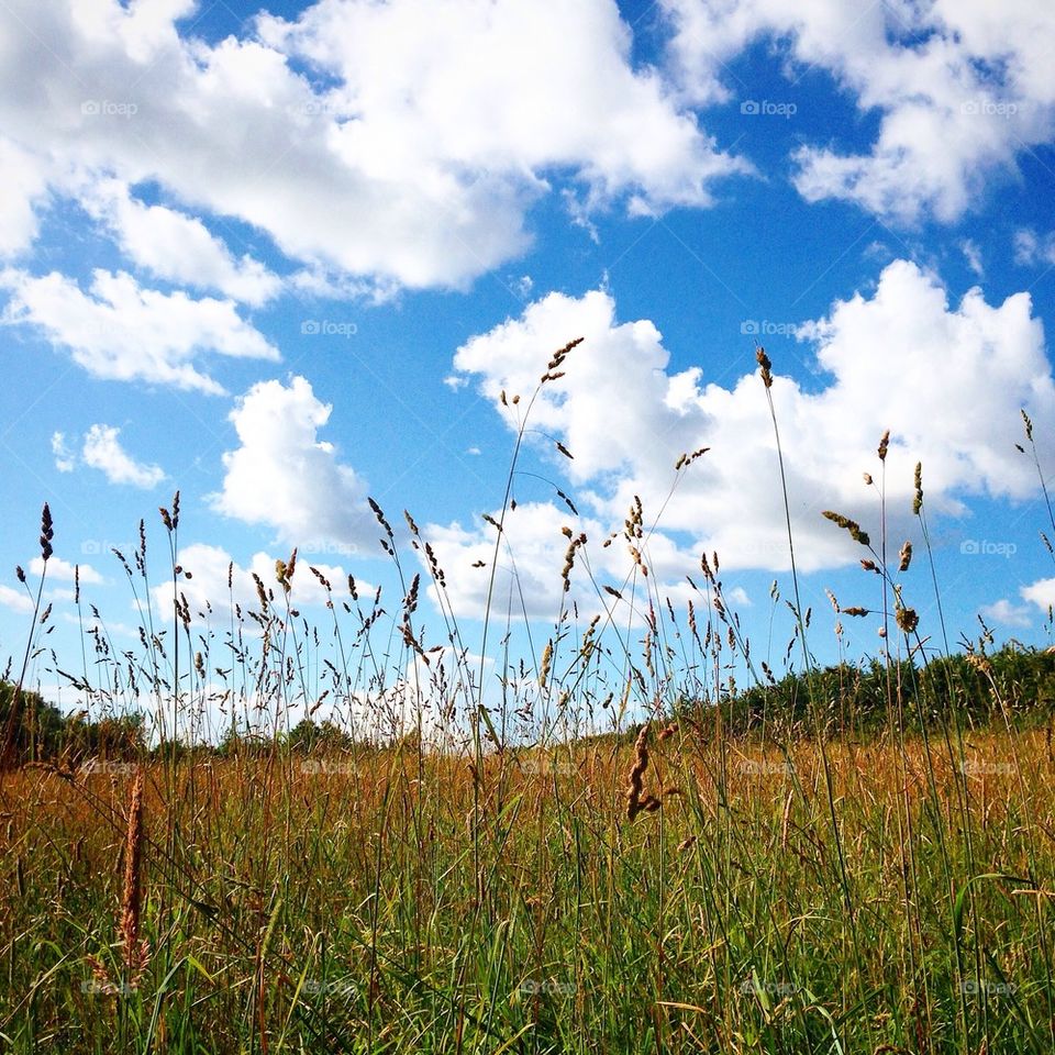 Fields of joy