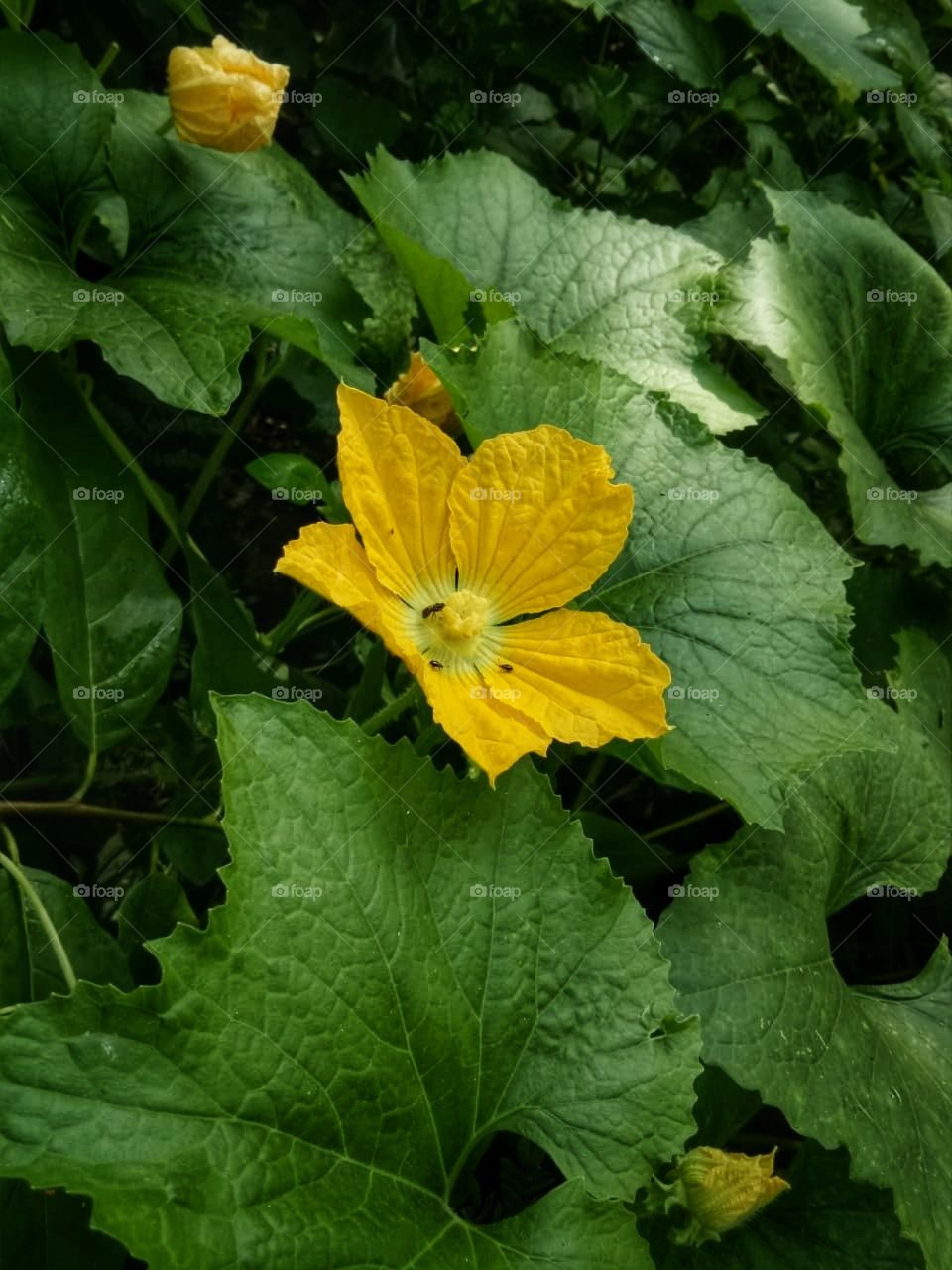 yellow colour flower